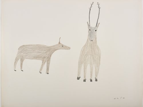 There is a caribou with small antlers on the left side and another caribou with large antlers on the right side of the page. They are depicted in a flat